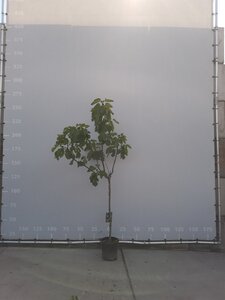 Ficus carica halfstam container - afbeelding 4