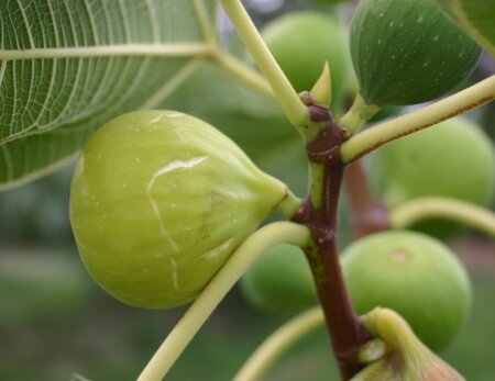 Ficus carica halfstam container - afbeelding 2