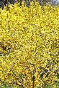 Forsythia int. 'Lynwood' 125-150 cm met kluit struik - afbeelding 1