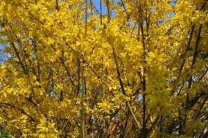 Forsythia int. 'Spectabilis' 60-100 cm cont. 3,0L - afbeelding 2