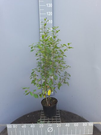 Frangula alnus = Rhamnus frangula 100-125 cm cont. 5,0L