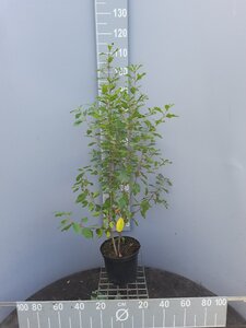 Frangula alnus = Rhamnus frangula 100-125 cm cont. 5,0L