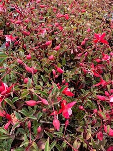 Fuchsia 'Madame Cornelissen' geen maat specificatie 0,55L/P9cm - afbeelding 1