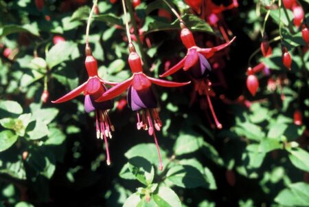 Fuchsia 'Mrs Popple' geen maat specificatie 0,55L/P9cm - afbeelding 1