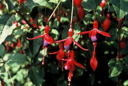 Fuchsia 'Mrs Popple' geen maat specificatie 0,55L/P9cm - afbeelding 2