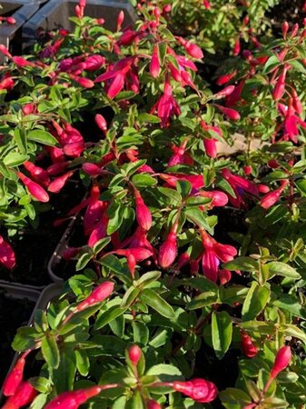 Fuchsia 'Tom Thumb' geen maat specificatie 0,55L/P9cm - afbeelding 1