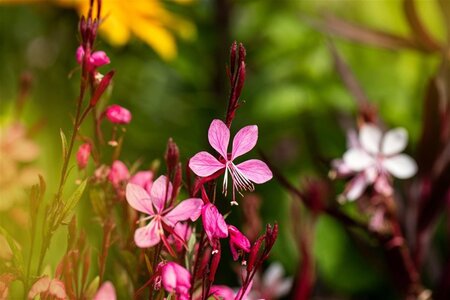 Gaura l. Cherry Brandy geen maat specificatie 0,55L/P9cm - afbeelding 1