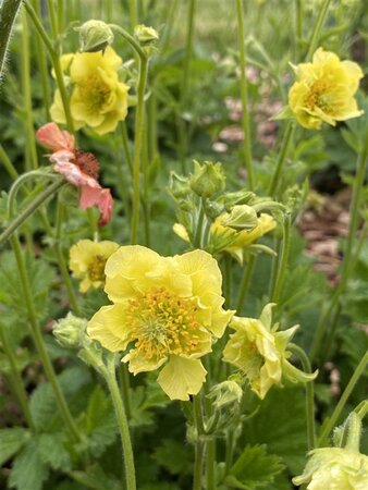 Geum 'Banana Daiquiri' geen maat specificatie 0,55L/P9cm - afbeelding 1