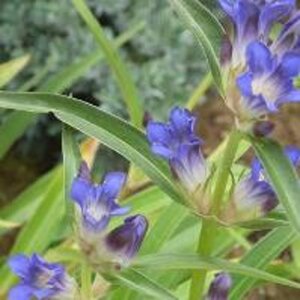Gentiana dahurica geen maat specificatie 0,55L/P9cm