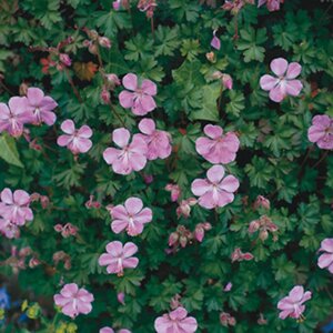 Geranium dalmaticum geen maat specificatie 0,55L/P9cm - afbeelding 3