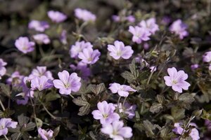 Geranium 'Dusky Crûg' geen maat specificatie 0,55L/P9cm - afbeelding 1