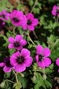 Geranium Dragon Heart geen maat specificatie 0,55L/P9cm - afbeelding 1