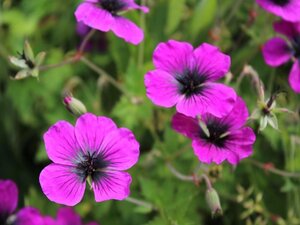 Geranium Dragon Heart geen maat specificatie 0,55L/P9cm - afbeelding 2