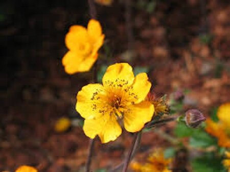 Geum 'Georgenberg' geen maat specificatie 0,55L/P9cm