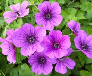 Geranium 'Hexham Velvet' geen maat specificatie 0,55L/P9cm - afbeelding 5