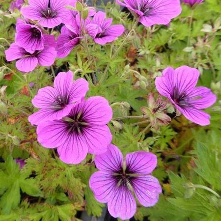 Geranium 'JS Matu Vu' geen maat specificatie 0,55L/P9cm - afbeelding 2
