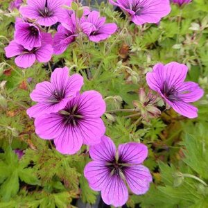Geranium 'JS Matu Vu' geen maat specificatie 0,55L/P9cm - afbeelding 2