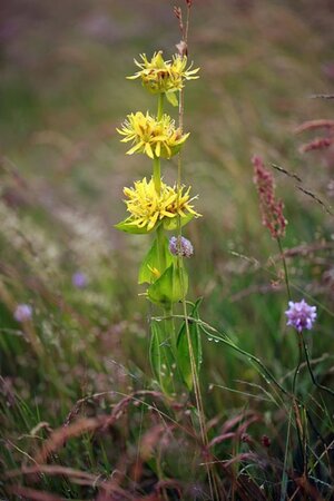Gentiana lutea geen maat specificatie 0,55L/P9cm - afbeelding 1