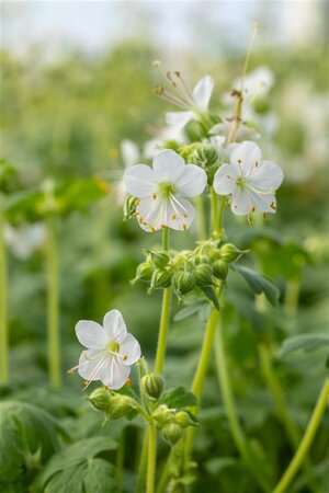Geranium macr. 'Album' geen maat specificatie 0,55L/P9cm