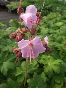 Geranium macr. 'Ingwersen's Var.' geen maat specificatie 0,55L/P9cm - afbeelding 6