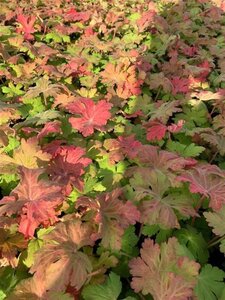 Geranium macr. 'Ingwersen's Var.' geen maat specificatie 0,55L/P9cm - afbeelding 4
