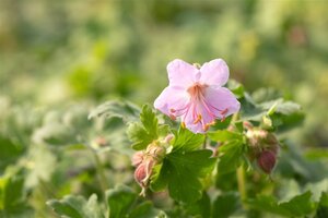Geranium macr. 'Ingwersen's Var.' geen maat specificatie 0,55L/P9cm - afbeelding 2