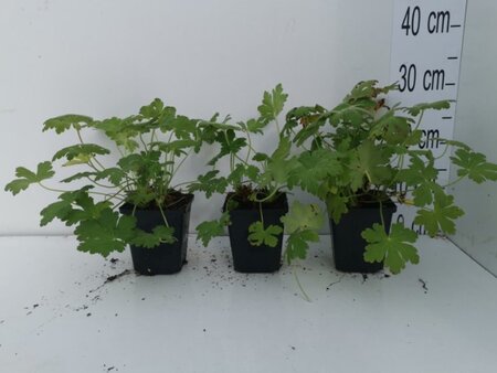 Geranium macr. 'Ingwersen's Var.' geen maat specificatie 0,55L/P9cm - afbeelding 5