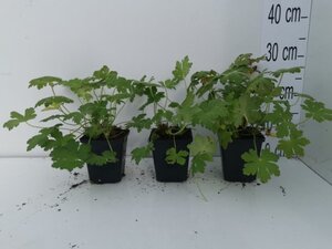 Geranium macr. 'Ingwersen's Var.' geen maat specificatie 0,55L/P9cm - afbeelding 5