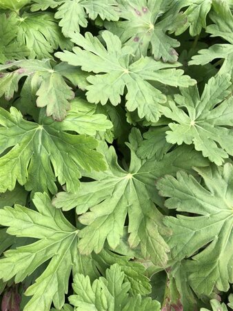 Geranium macr. 'Ingwersen's Var.' geen maat specificatie 0,55L/P9cm - afbeelding 3