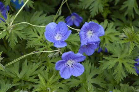 Geranium 'Orion' geen maat specificatie 0,55L/P9cm - afbeelding 1