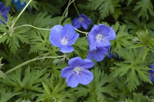 Geranium 'Orion' geen maat specificatie 0,55L/P9cm - afbeelding 1
