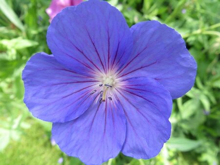 Geranium 'Orion' geen maat specificatie 0,55L/P9cm - afbeelding 4