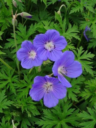 Geranium 'Orion' geen maat specificatie 0,55L/P9cm - afbeelding 3