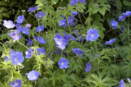 Geranium 'Orion' geen maat specificatie 0,55L/P9cm - afbeelding 2