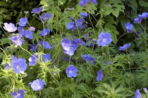 Geranium 'Orion' geen maat specificatie 0,55L/P9cm - afbeelding 2