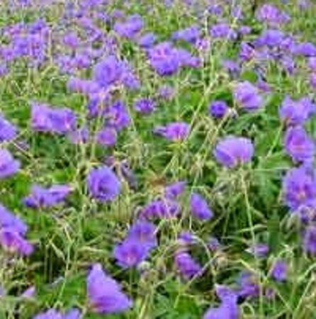 Geranium 'Orion' geen maat specificatie 0,55L/P9cm - afbeelding 5