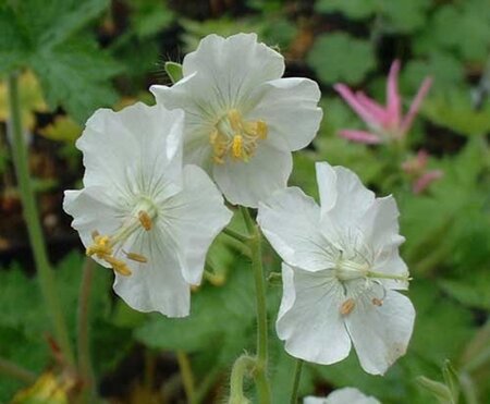 Geranium ph. 'Album' geen maat specificatie 0,55L/P9cm - afbeelding 5