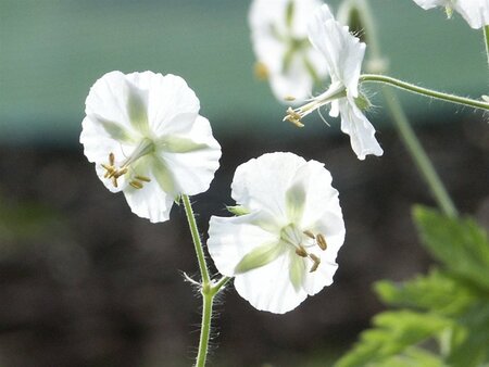 Geranium ph. 'Album' geen maat specificatie 0,55L/P9cm - afbeelding 6