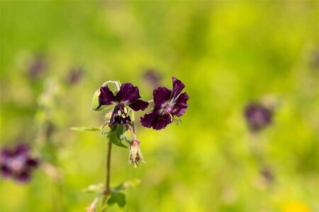 Geranium phaeum geen maat specificatie 0,55L/P9cm - afbeelding 1