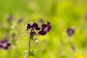 Geranium phaeum geen maat specificatie 0,55L/P9cm - afbeelding 1