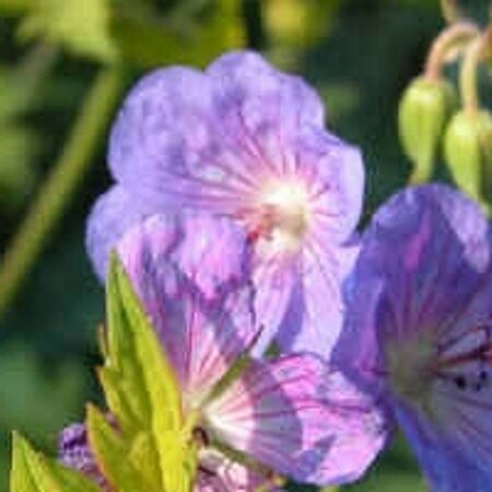 Geranium Blue Sunrise geen maat specificatie 0,55L/P9cm - afbeelding 2