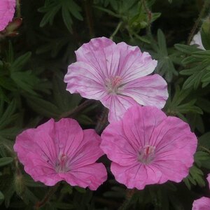 Geranium sang. 'Ankum's Pride' geen maat specificatie 0,55L/P9cm - afbeelding 3