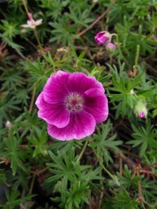 Geranium sang. 'Elke' geen maat specificatie 0,55L/P9cm - afbeelding 1