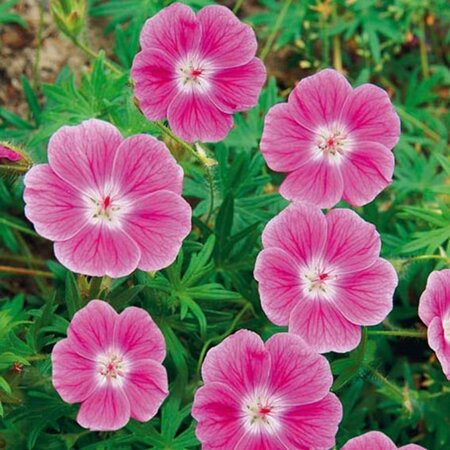 Geranium sang. 'Elke' geen maat specificatie 0,55L/P9cm - afbeelding 2