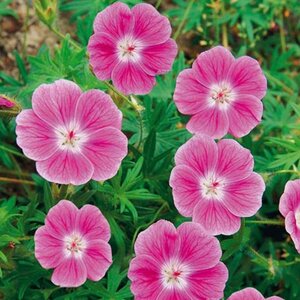 Geranium sang. 'Elke' geen maat specificatie 0,55L/P9cm - afbeelding 2