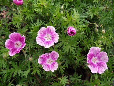 Geranium sang. 'Elke' geen maat specificatie 0,55L/P9cm - afbeelding 3