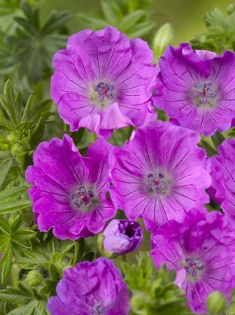 Geranium sang. 'Max Frei' geen maat specificatie 0,55L/P9cm - afbeelding 4