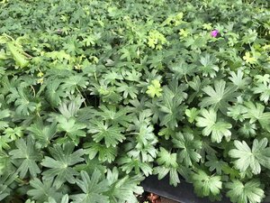 Geranium sang. 'Max Frei' geen maat specificatie 0,55L/P9cm - afbeelding 1