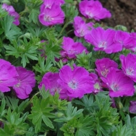 Geranium sang. 'Max Frei' geen maat specificatie 0,55L/P9cm - afbeelding 5