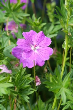 Geranium sang. 'Max Frei' geen maat specificatie 0,55L/P9cm - afbeelding 3